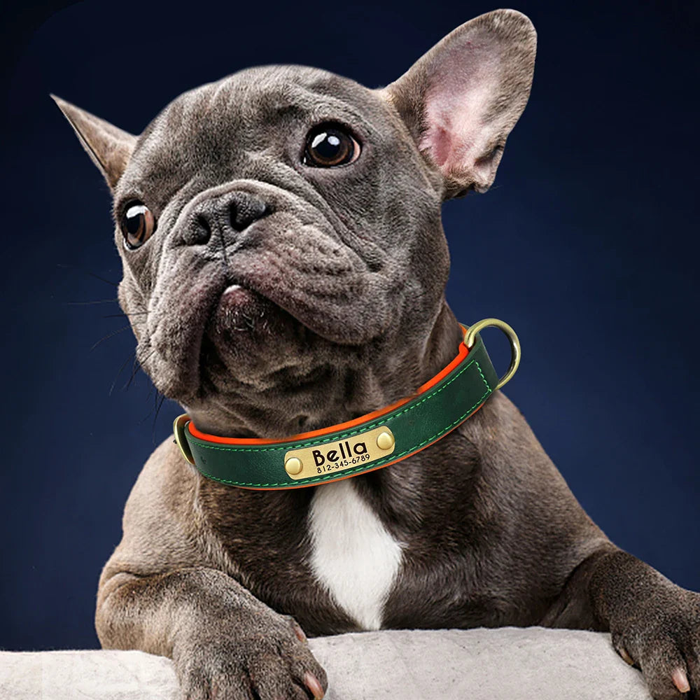 Dog Essentials