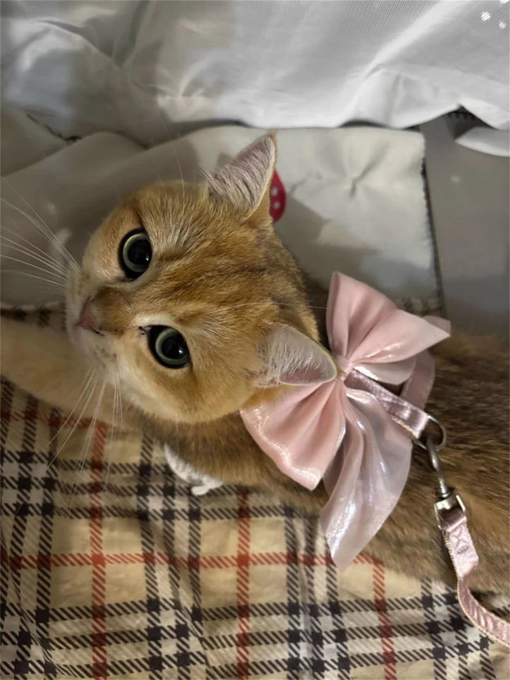 Cute Bowknot Cat Harness Accessories Princess Cat Dress Costumes Kitten Puppy Harness For Cats Leash